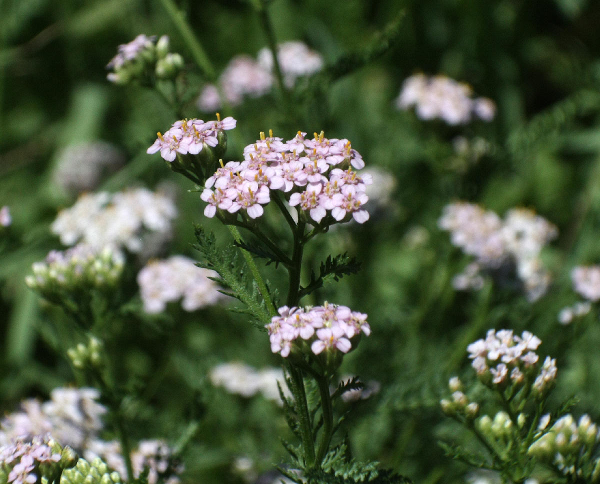 fiore rosa da identificare - Achillea sp.